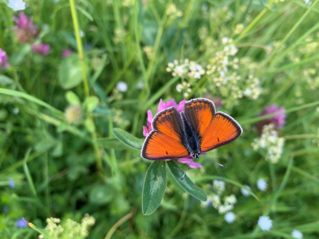 En röd fjäril med utslagna vingar på en blomsteräng